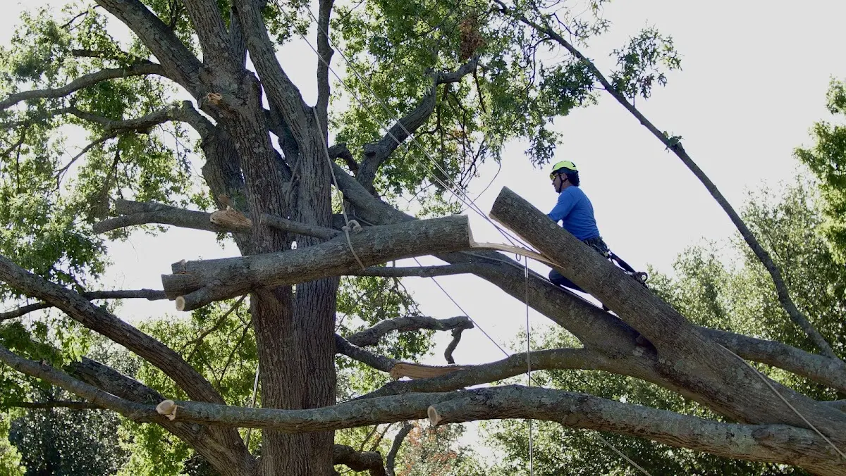 Professional Crown Thinning performed by certified arborists in Villanova